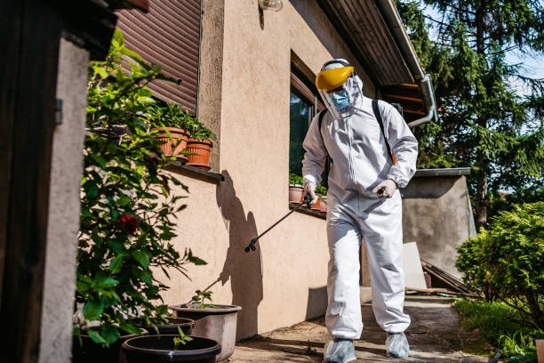 Wasp Removal Services in Hollywood Park, TX