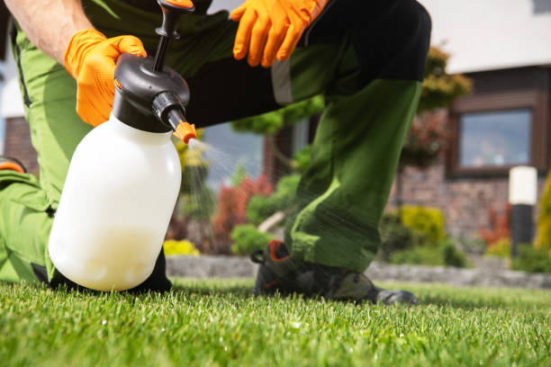 Best Ant Control Services  in Hollywood Park, TX