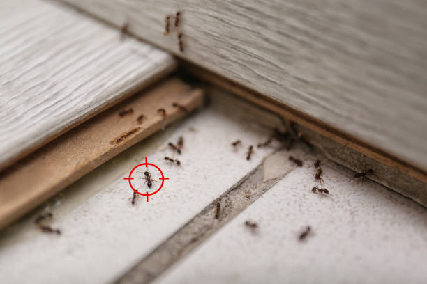 Best Rodent Control Near Me  in Hollywood Park, TX