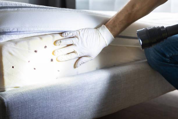 Best Local Pest Control Services  in Hollywood Park, TX