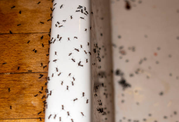 Best Pest Control for Businesses  in Hollywood Park, TX