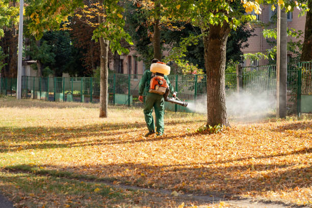 Best Mosquito Control Services  in Hollywood Park, TX