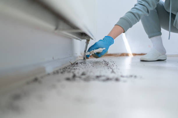 Best Affordable Pest Control Services  in Hollywood Park, TX